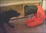 زخمی شدن چند زندانی توسط سگهای تربیت شده در زندان رجایی شهر